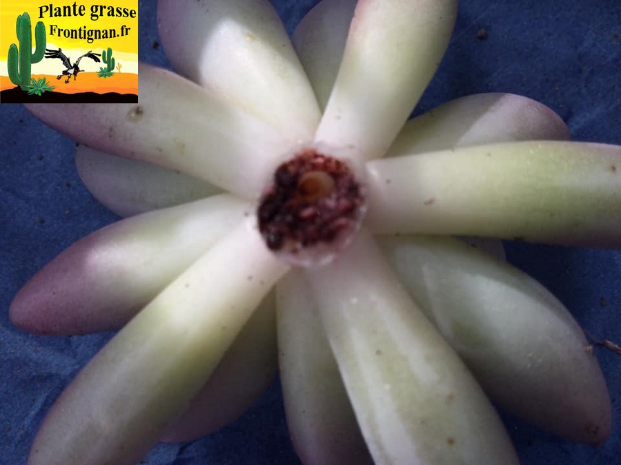 parasites et maladies plantes grasses et succulentes